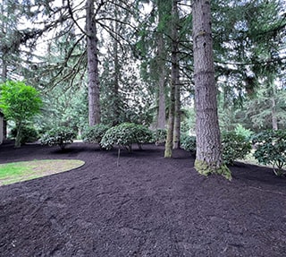 trees_and_plants