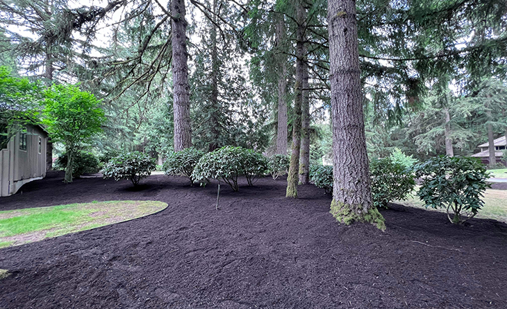 trees_and_plants